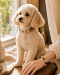 Golden Ember Matching Crystal Set pet wearing decorative crystal collar