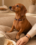 Taurus Earthlight Matching Crystal Set pet wearing decorative crystal collar