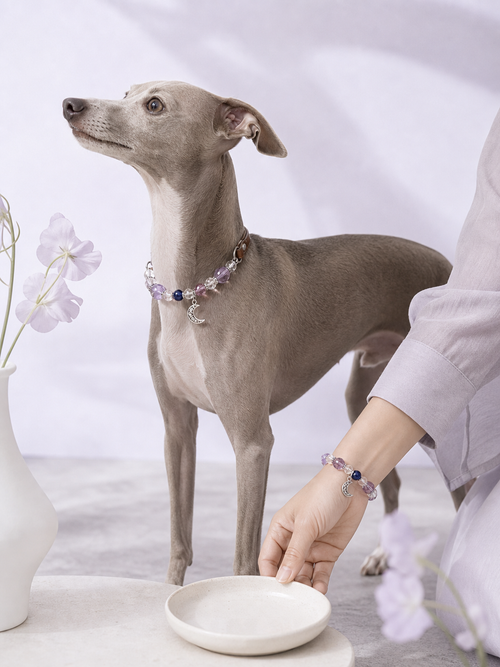 Moonlit Amethyst Matching Crystal Set second pet wearing scene